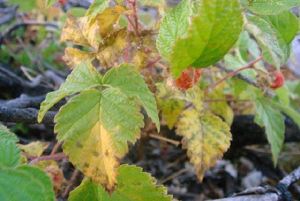  Tache de feuille pourpre