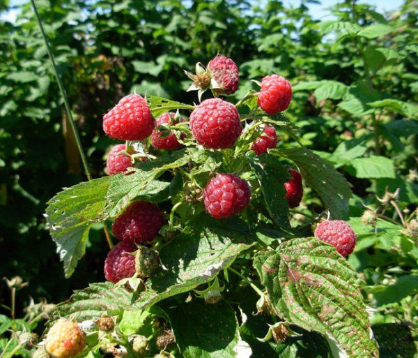  Himbeer-Busch betroffen von viraler Chlorose