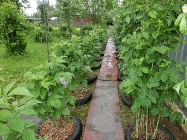  Himbeeren in Reihen pflanzen