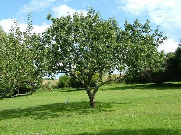  Arbre Antonovka