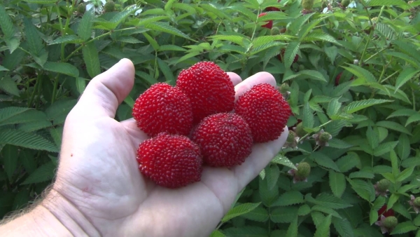  Tibetische Himbeerbeeren ähneln Erdbeeren im Aussehen