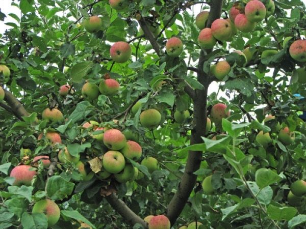  Pommier aux fruits de Melba