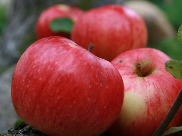  Herbstliche Äpfel gestreift (Shtreyfling, Shtripel)