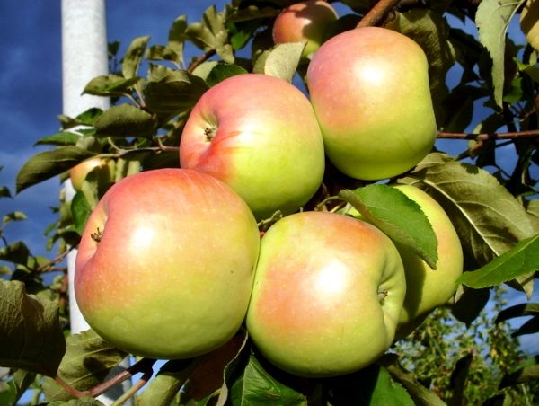  Äpfel Northern Sinap reifen auf einem Busch