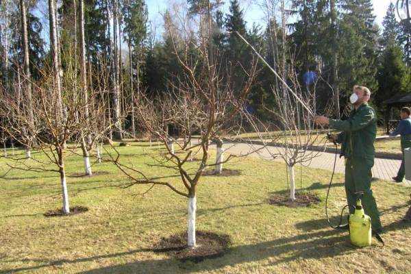  Bäume sprühen im Frühjahr