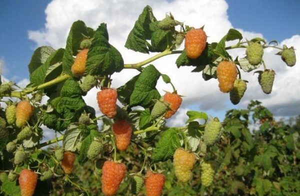  Bush I Himbeerbeeren Orangenwunder