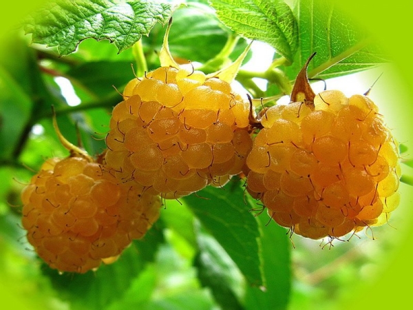  Himbeerbeeren sind reich an Vitaminen, Carotin und Mineralien.