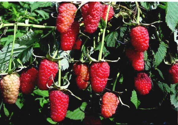  Patricia Himbeersträucher mit Beeren