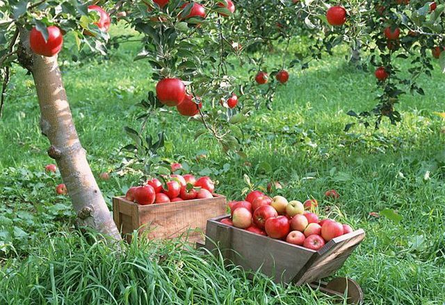  Äpfel rosa Perle ernten