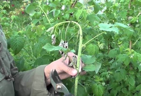  Kämpfen Sie gegen die Knollenfäule bei Himbeeren