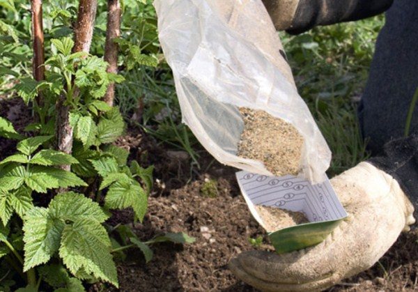  Anwendung von Mineraldüngern unter dem Himbeerstrauch