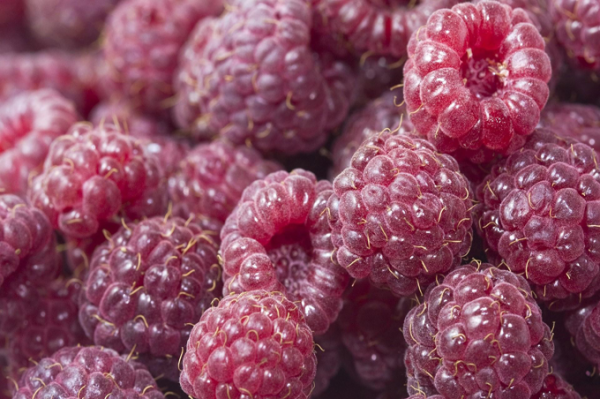  Polana-Beeren werden gut transportiert und lange gelagert.