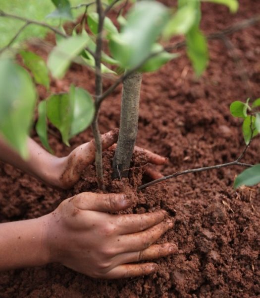  Le taux de survie des semis dépend de la plantation et des soins appropriés.