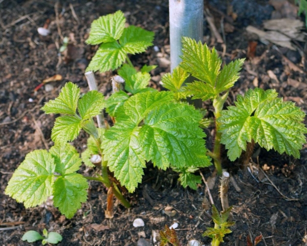  Bei der Vermehrung von Himbeeren mit grünem Steckling sollte der Boden während der Bewurzelungsperiode nicht austrocknen.