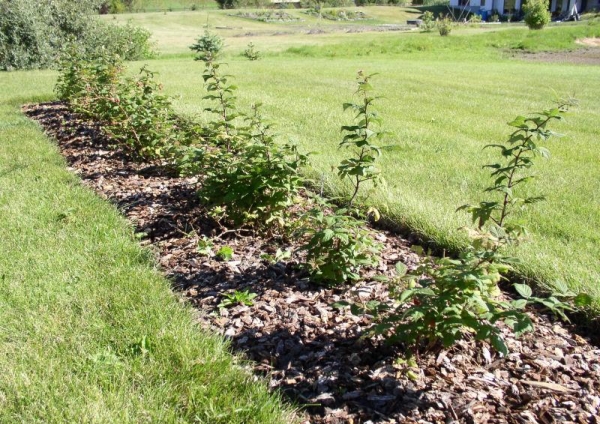  Les plants de framboises sont plantés soit dans les fosses, soit dans les tranchées