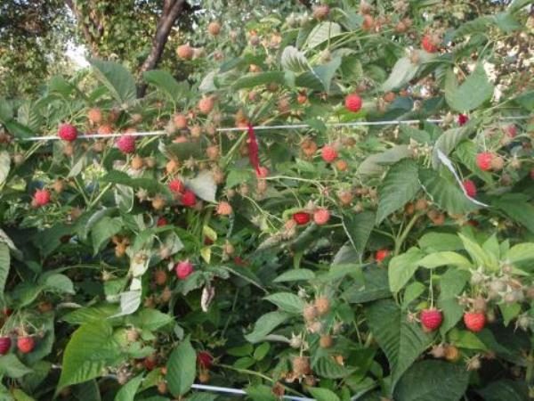  Indischer Sommer der Himbeerbüsche mit Beeren