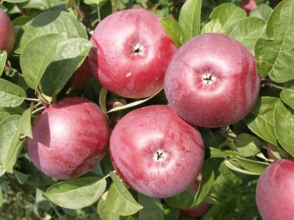  Lors de la culture d'une variété de pommes Spartan, une attention particulière doit être enlevée de la taille