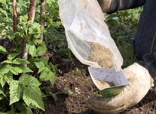  Fütterung für Himbeeren vorbereiten