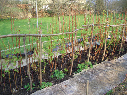  Planter des framboises au printemps