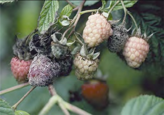  Graufäule auf Himbeerbeeren