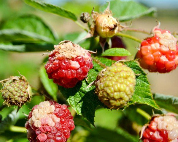  Himbeer-Beeren-Krankheiten