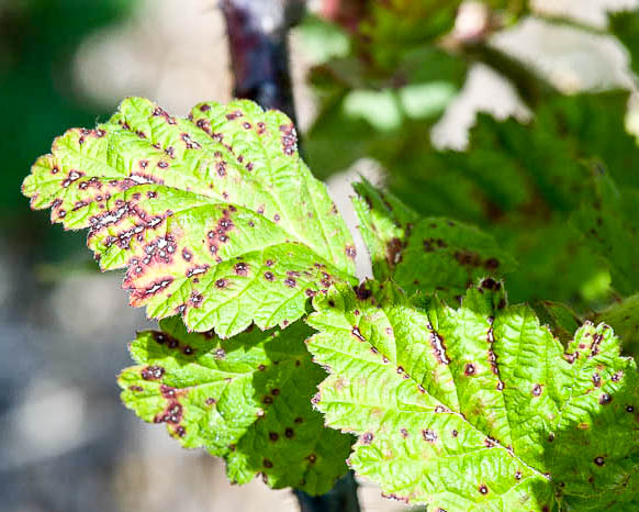  Taches pourpres sur les feuilles de framboise