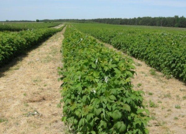  Rangées de framboises d'été indien