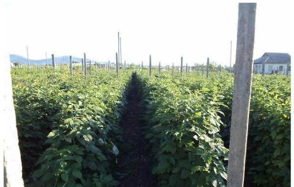  Himbeeren in Reihen gepflanzt