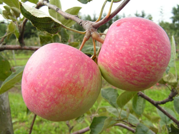  Apfelbaumsorten Slava Die Gewinner sind anfällig für Krätze, milchigen Glanz, Mehltau und Fruchtfäule