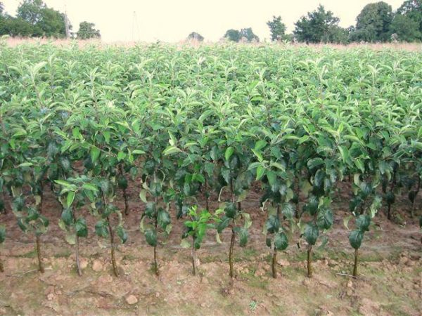  Plants de pomme cultivés en pépinière