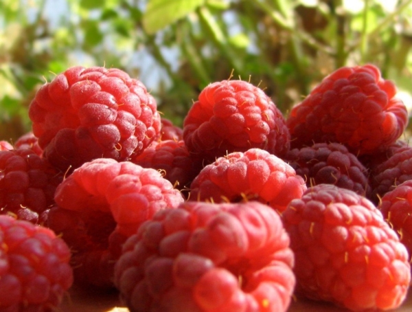  Himbeeren als Unternehmen anbauen: die wichtigsten Phasen, Vor- und Nachteile