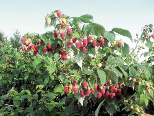  Bush mit reifen Himbeeren Herkules