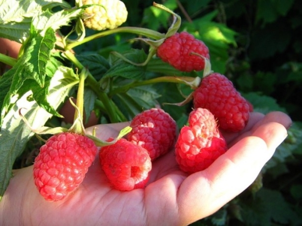  La variété framboise Hussar présente de nombreux avantages.