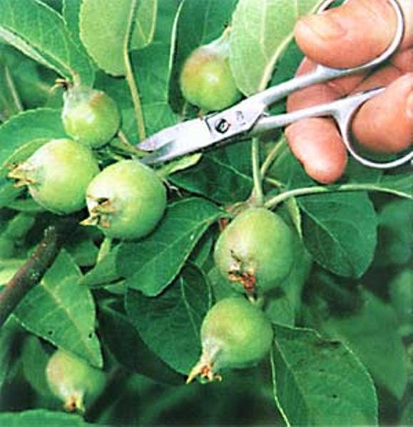  Amincissement des ovaires de pomme