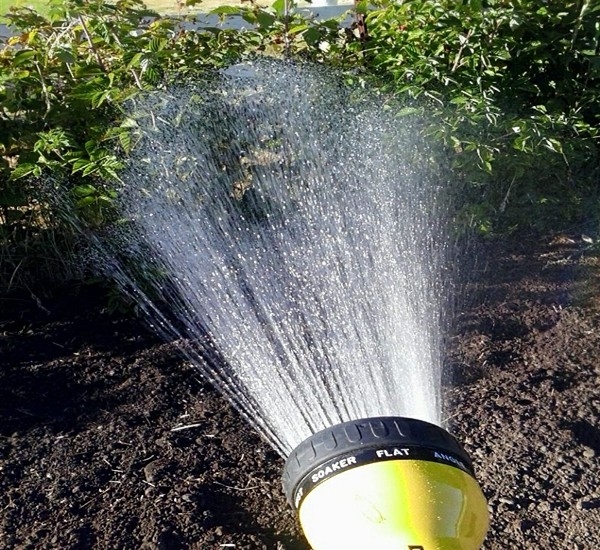  L'arrosage des framboises est nécessaire une fois par semaine.