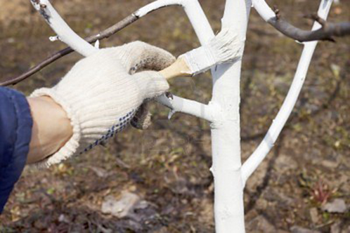  Transformation des plants de pommes et préparation à l'hiver