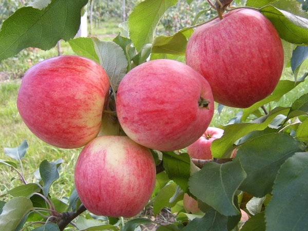  Honey Apple ne demande pas d'arrosage, elle doit être préparée pour l'hiver