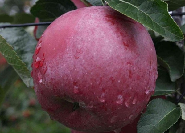  La variété Spartan se caractérise par une résistance élevée à des maladies telles que la gale et l'oïdium.