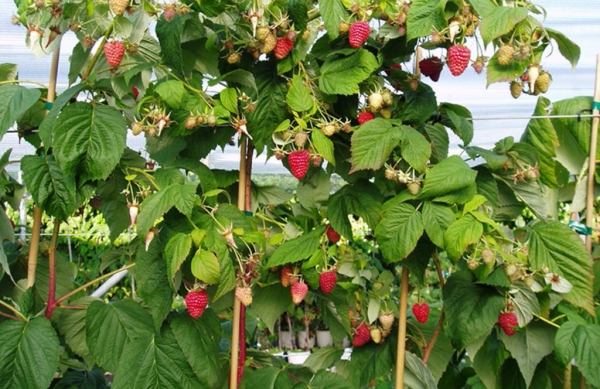  Himbeersorten, die Tarusa besser entlang der Zäune gepflanzt hat