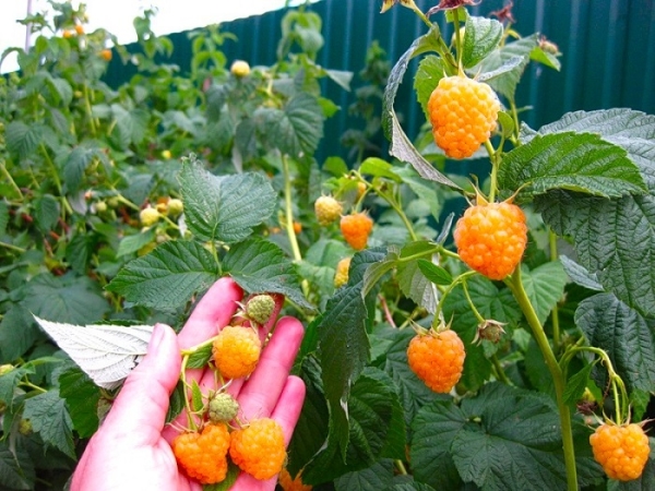  Framboise Yellow Giant - variété sans prétention