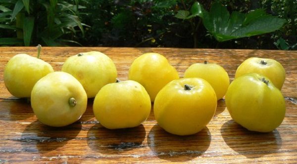  Ernte gelbe chinesische Apfelbaum-Äpfel golden