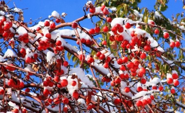  La variété de pommes Aport a des variétés d'arbres robustes