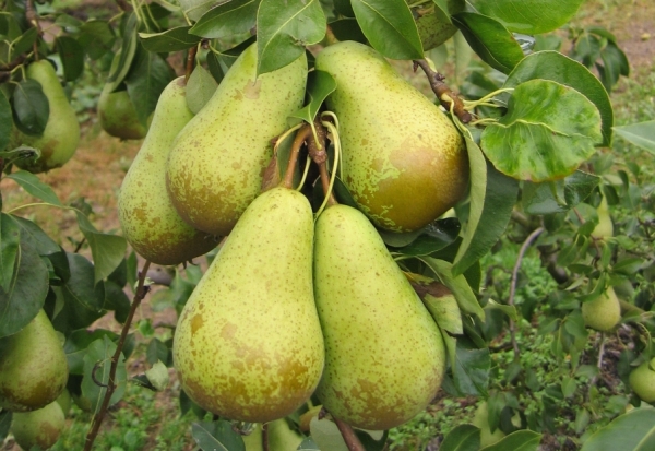  Conférence Variété Poire