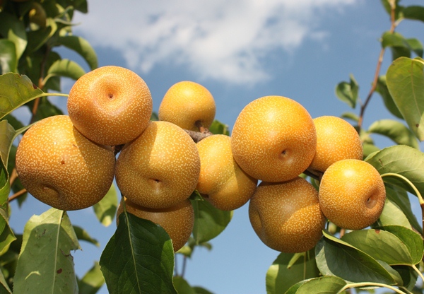  Poire chinoise