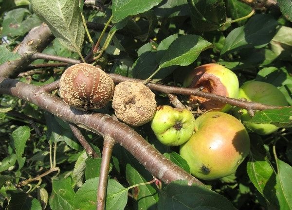  Rot geht durch den Stamm zu anderen Äpfeln