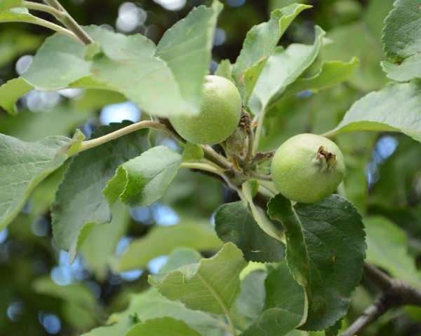  Unreife Äpfel enthalten Vitamine, Mikroelemente, sind leicht verdauliches Eisen