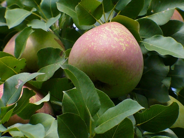  Die Spezialitäten der Marmorsorte sind der Dessertgeschmack, der von Ernährungswissenschaftlern empfohlen wird.