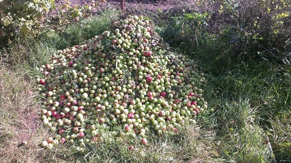  Haufen gefallene Äpfel