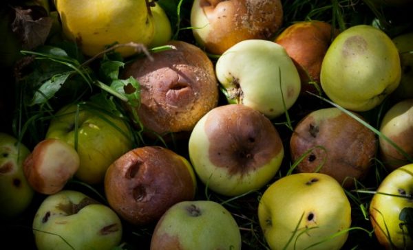  Pommes pourries sur le compost