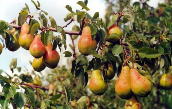  Poires mûres Juste Maria sur la branche